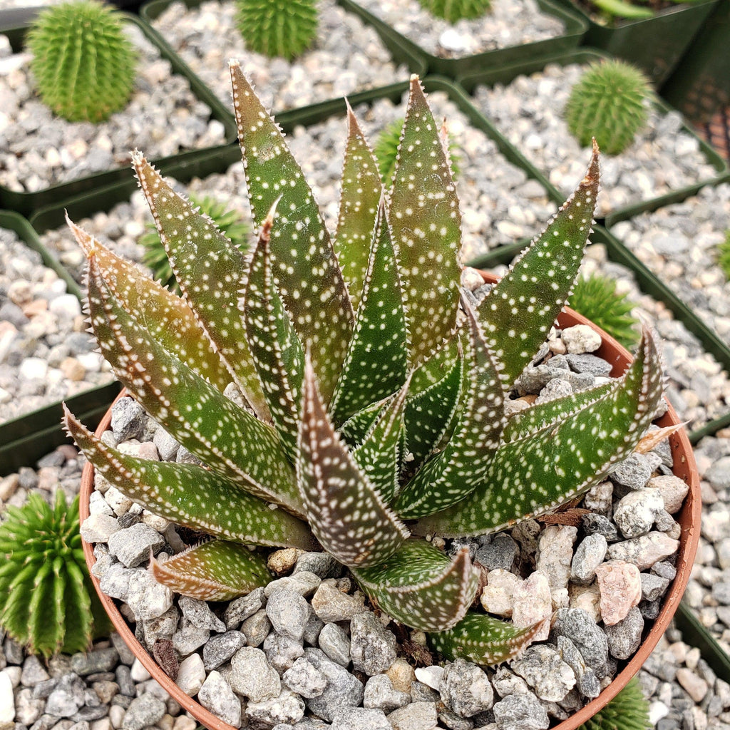 Gasteraloe beguinii lizard tail