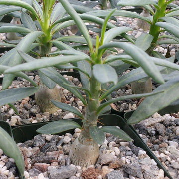 succulent thick stem Pachypodium succulentum