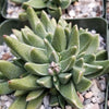 Rabiea difformis