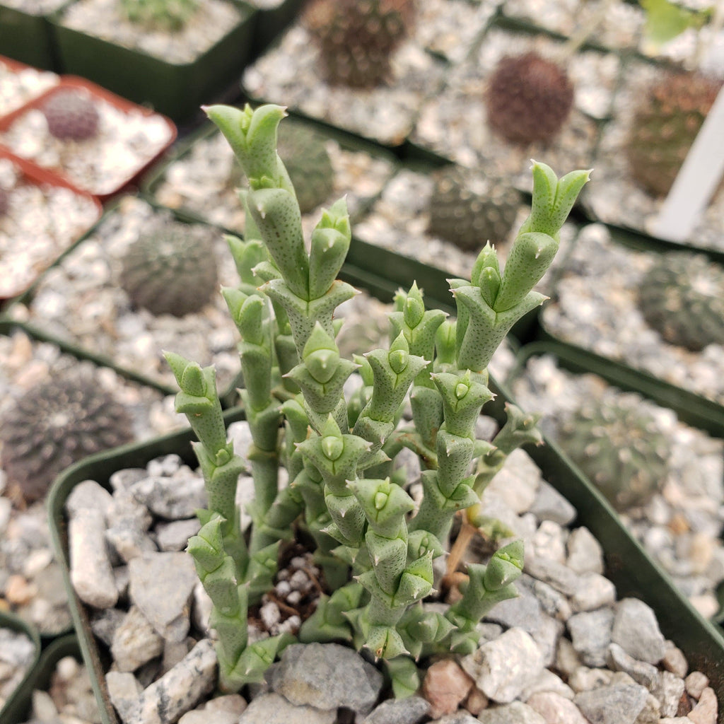 Ruschia perfoliata