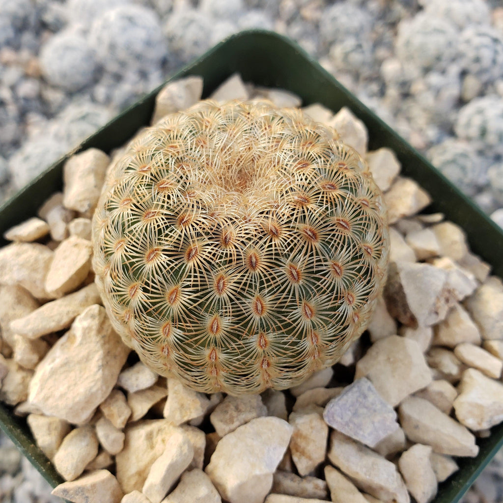 Echinocereus albiflora