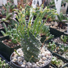 Euphorbia spiralis