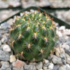 Sulcorebutia muschii