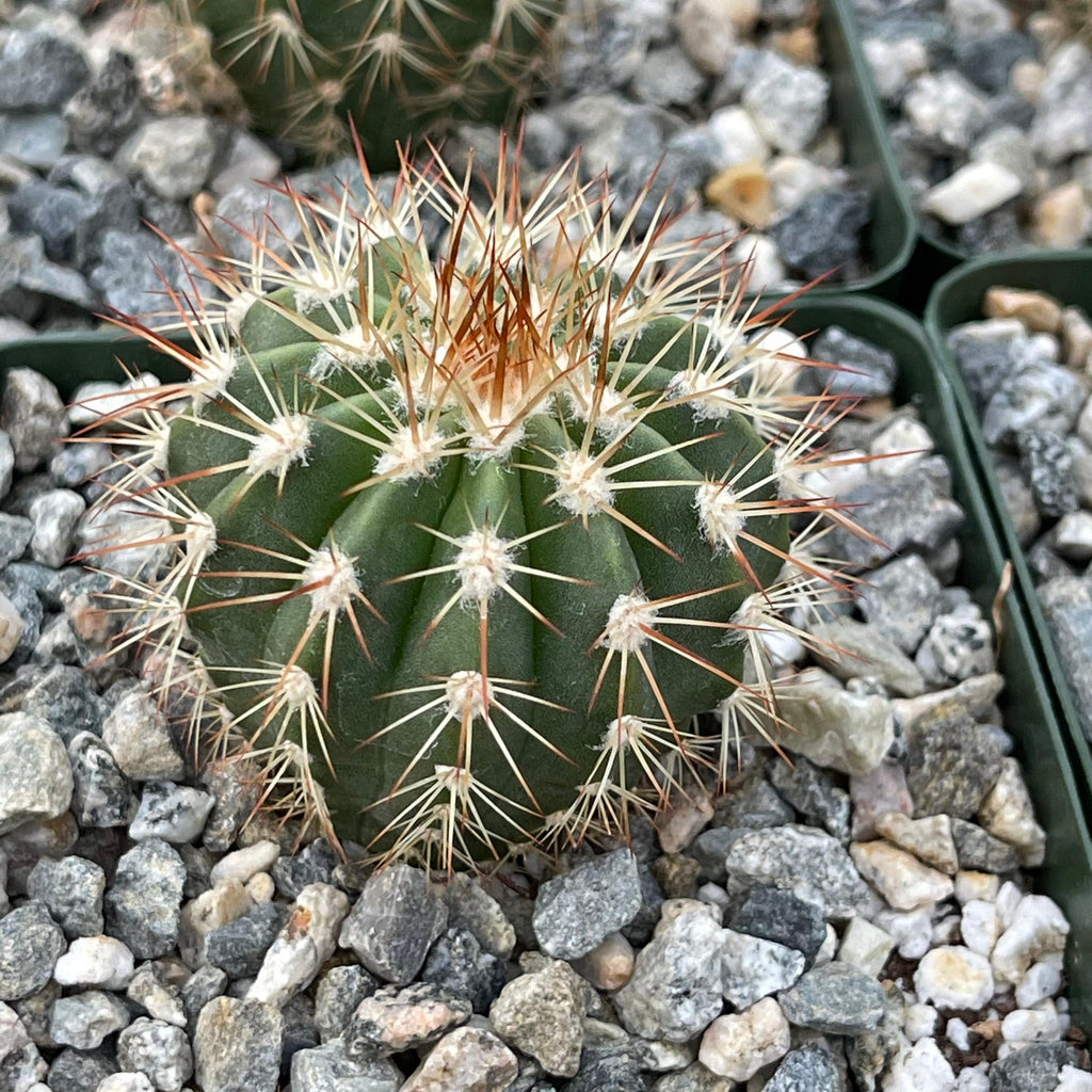 Melocactus guitartii