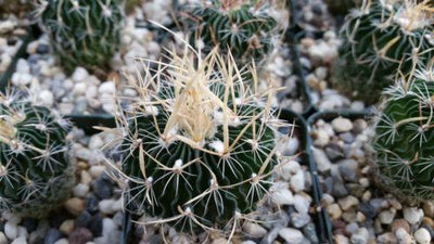 Echinofossulocactus palmillas brain plant