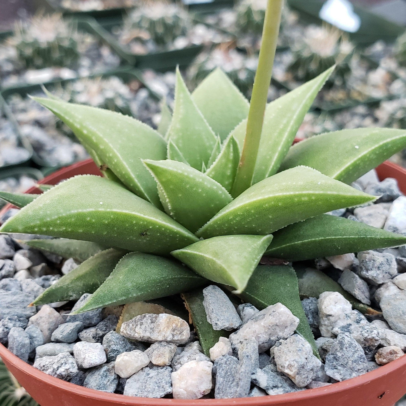 succulent with long round leaves Haworthia rigida