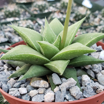 long pointy succulent Haworthia rigida 2" Pot
