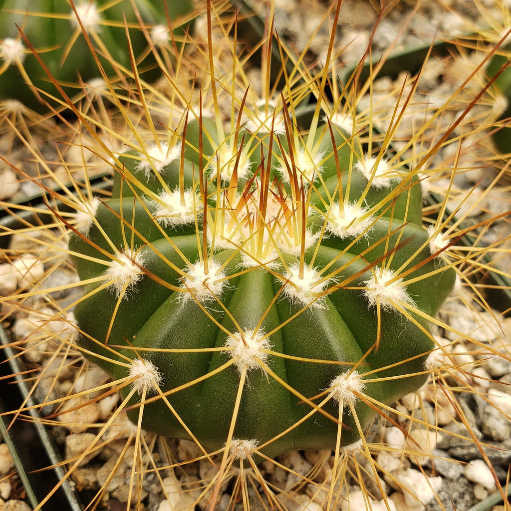 Buiningia brevicylindrica var. longispina