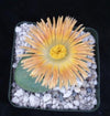 Split Rock Succulent &