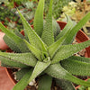 Haworthia attenuata concolor