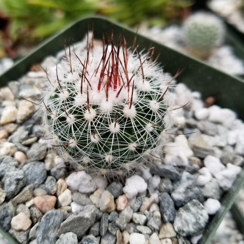 Stenocactus lloydii