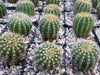 Notocactus warasii