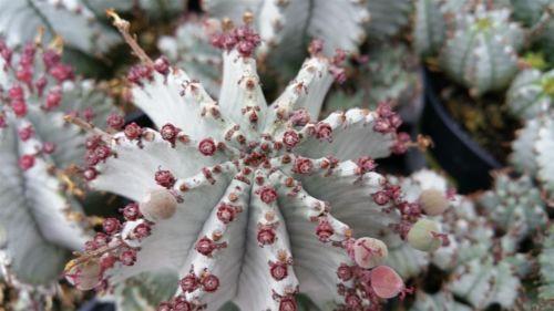 Euphorbia horrida hybrid