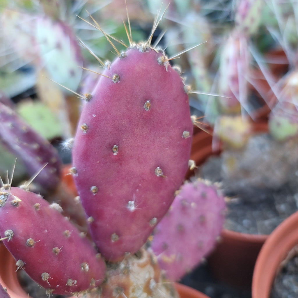 Opuntia Santa "Baby" Rita pad cutting