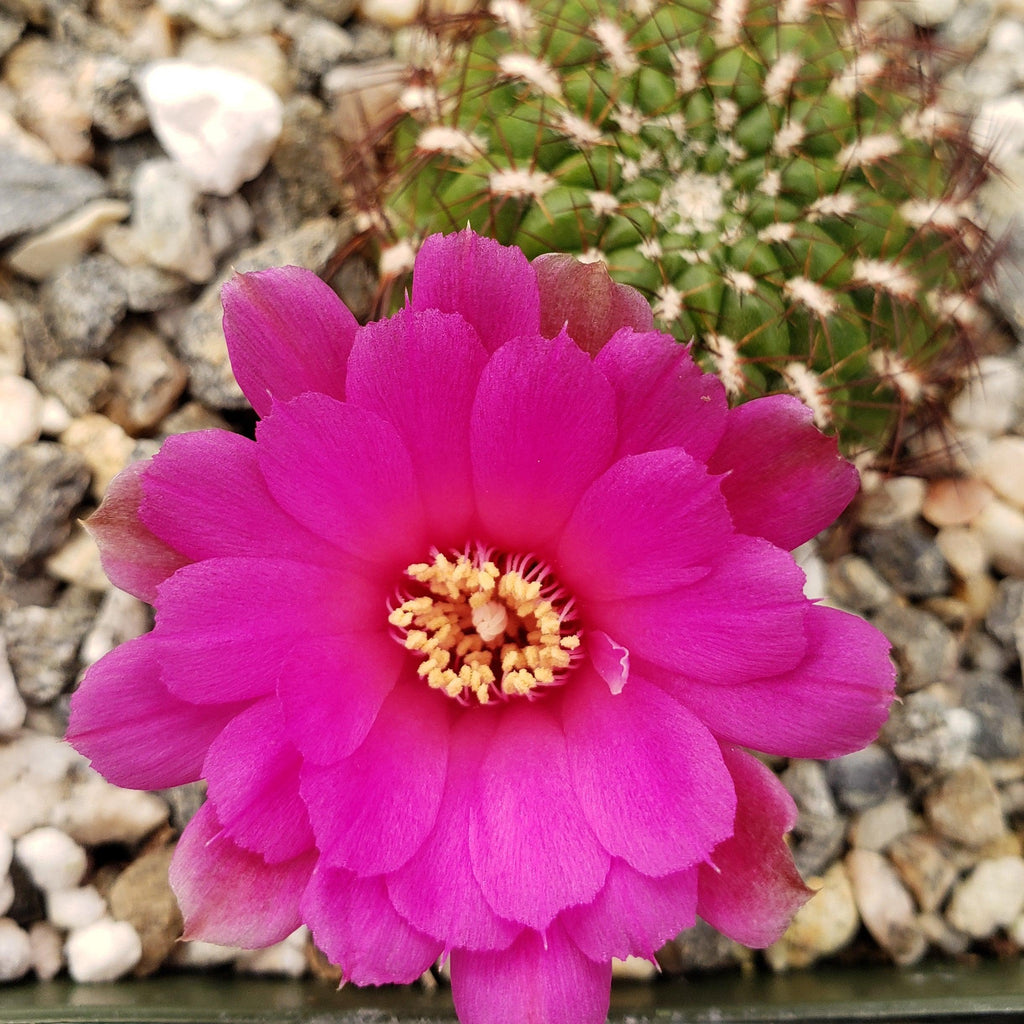 Sulcorebutia mentosa