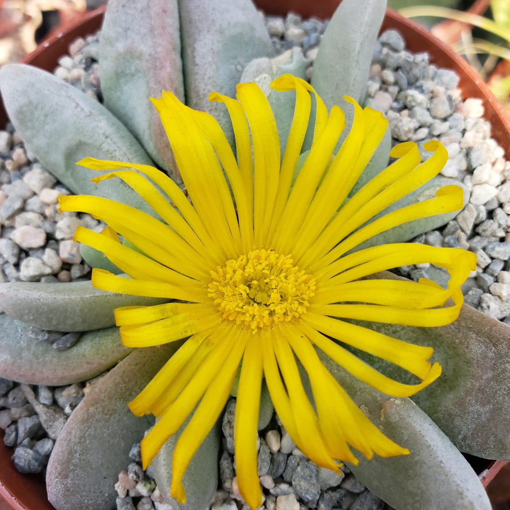 Glottiphyllum oligocarpum