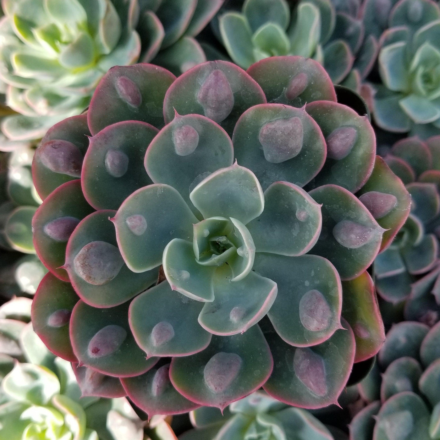 water drop succulent Echeveria Rain Drops | Bell-Shaped Flowers
