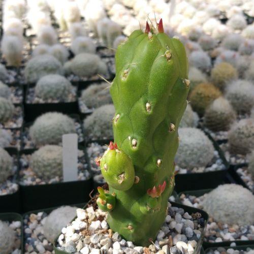 Austrocylindropuntia subulata monstrose cutting