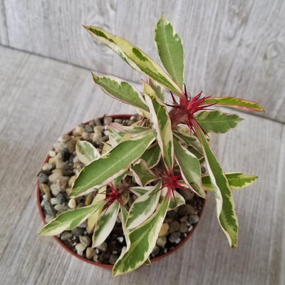 Euphorbia milii Crown of Thorns Variegated