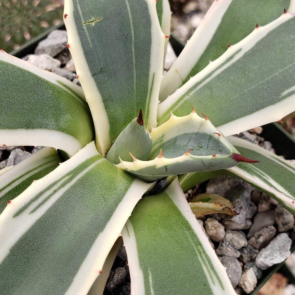 Agave applanata marginata