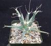 Leuchtenbergia principis