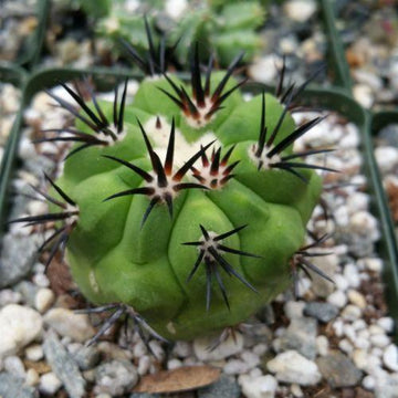 Copiapoa carrizalensis – Planet Desert