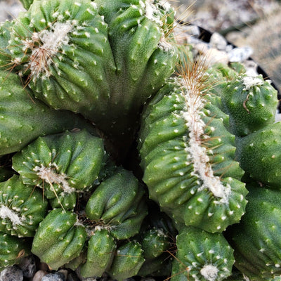 Cereus forbesii crest monstrose Ming Thing