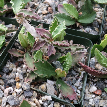 leafy succulent Euphorbia decaryi var. decaryi – Planet Desert