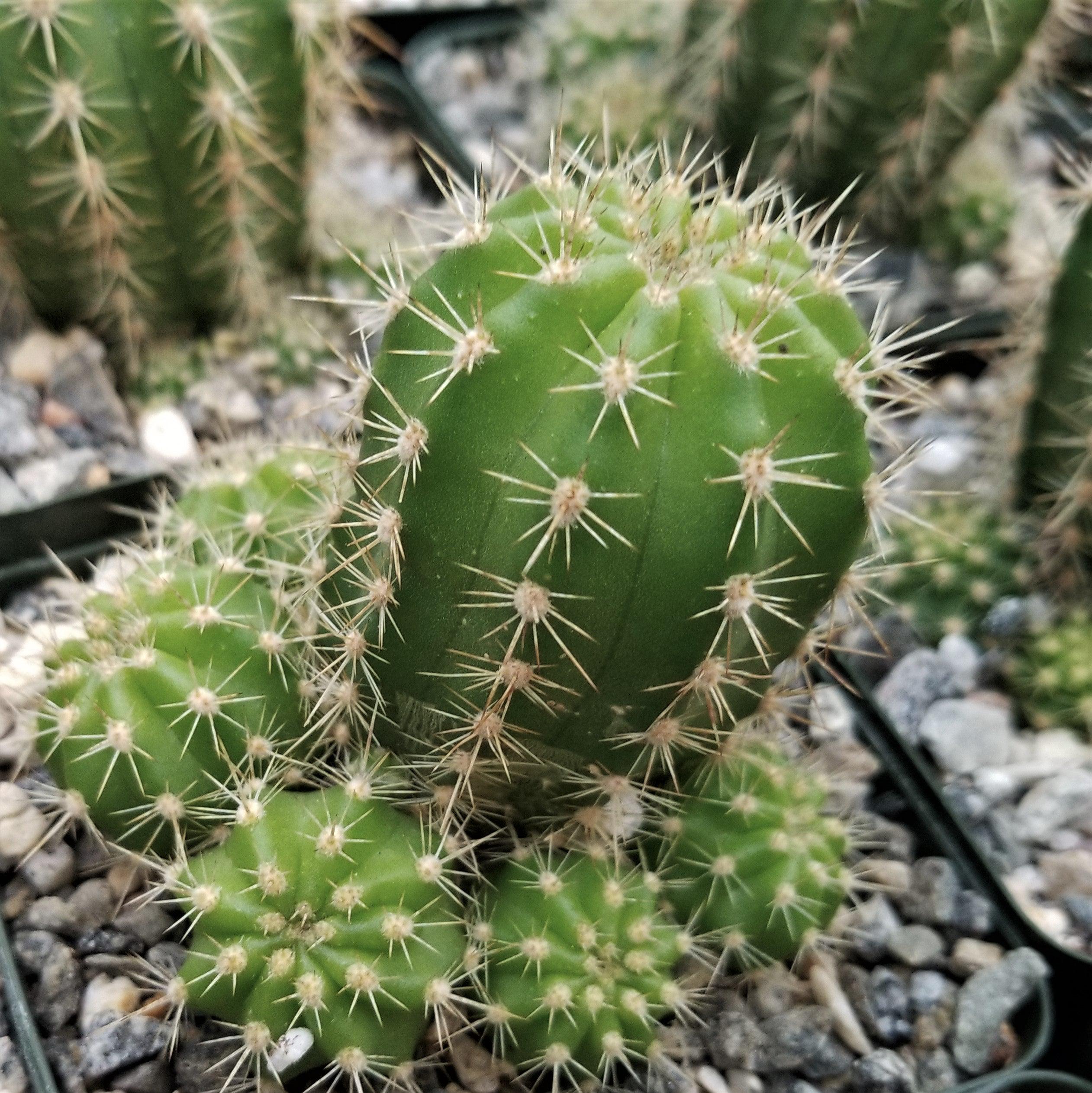 Lobivia purpureominiata