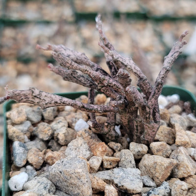Euphorbia platyclada dead plant