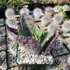 Kalanchoe humilis desert surprise