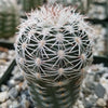 Echinocereus adustus