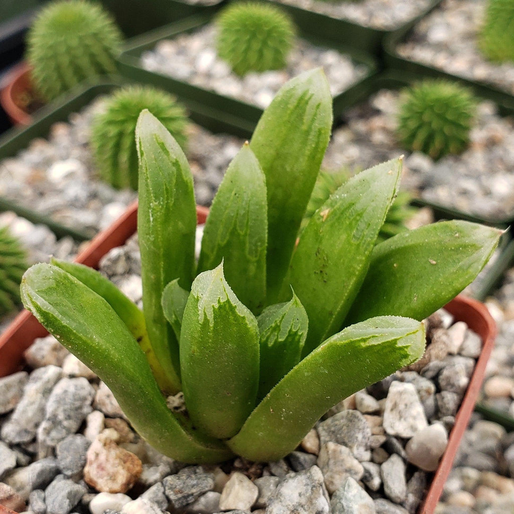 Haworthia Harry johnson