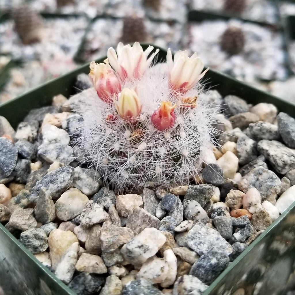 Mammillaria Schwarzii