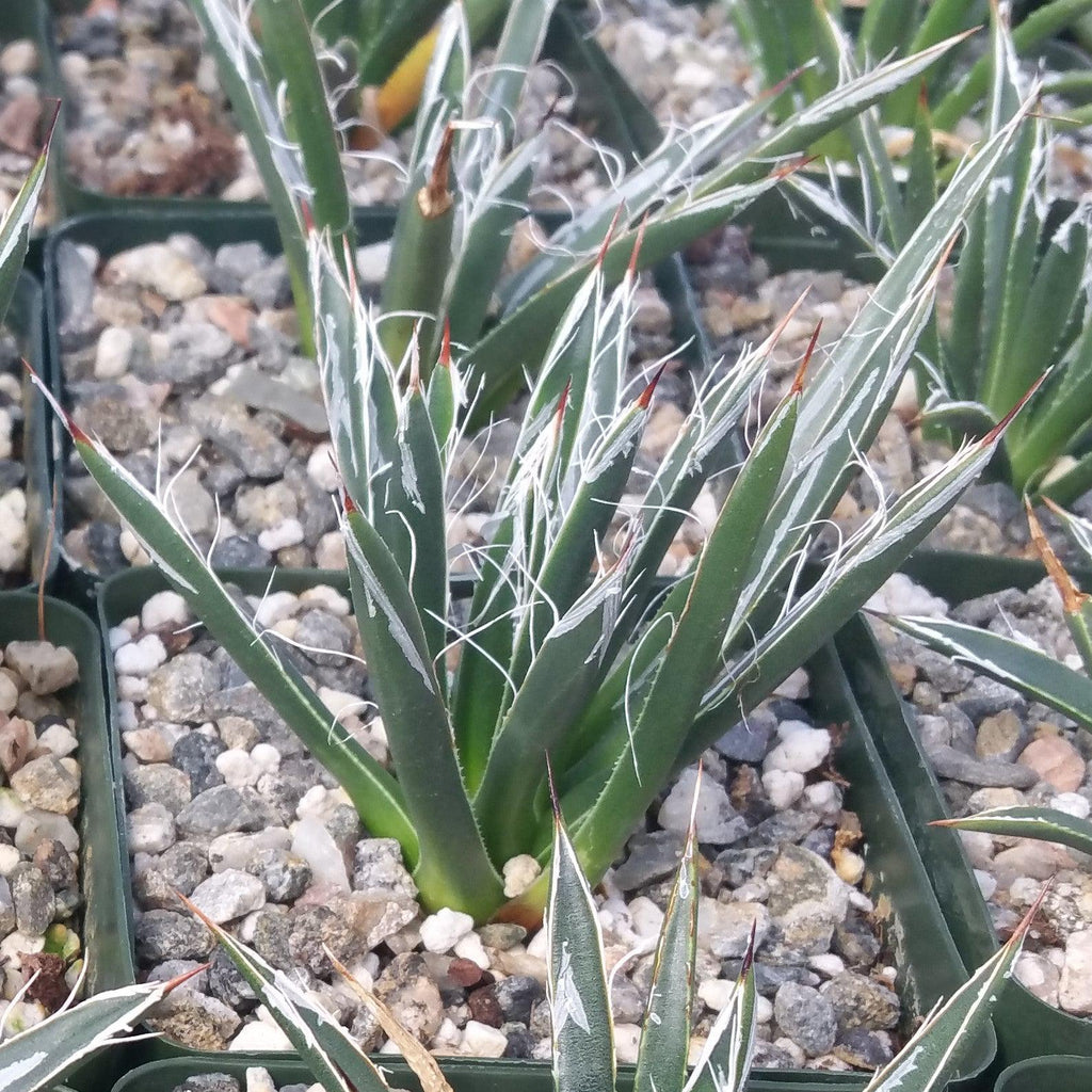 Agave toumeyana bella