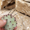 Opuntia macrocentra cutting