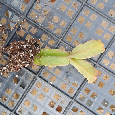 Schlumbergera zygocactus christmas cactus 3 cuttings