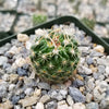 Echinofossulocactus Hookerii