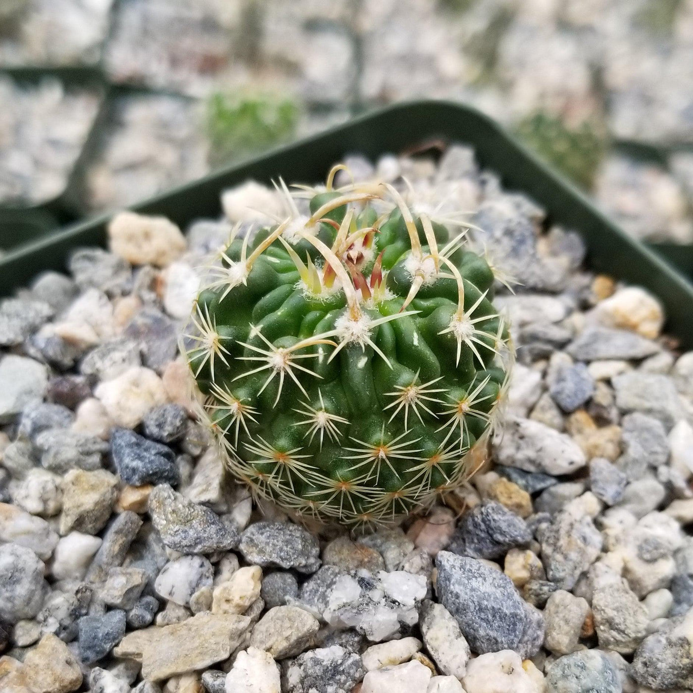 Echinofossulocactus Hookerii