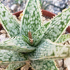 Aloe Diego