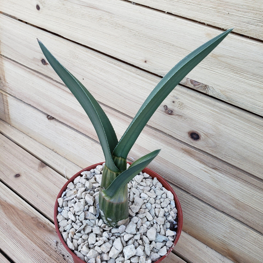 Eulophia petersii Desert Orchid Large