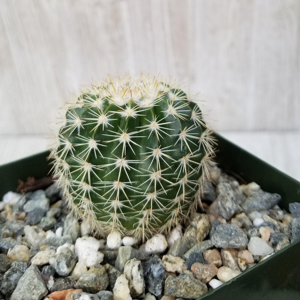 Notocactus werdermannianus