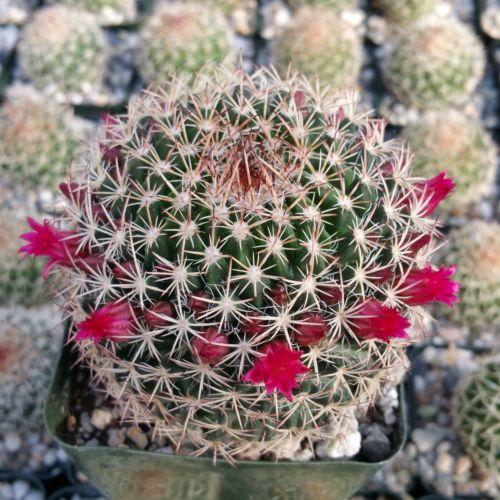 Mammillaria mystax
