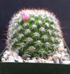 Mammillaria zeilmanniana