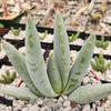 Aloe claviflora