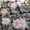 Gymnocalycium bruchii