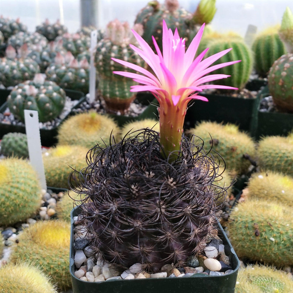 Neoporteria bicolor or Eriosyce islayensis