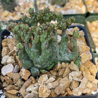 Euphorbia enopla coral