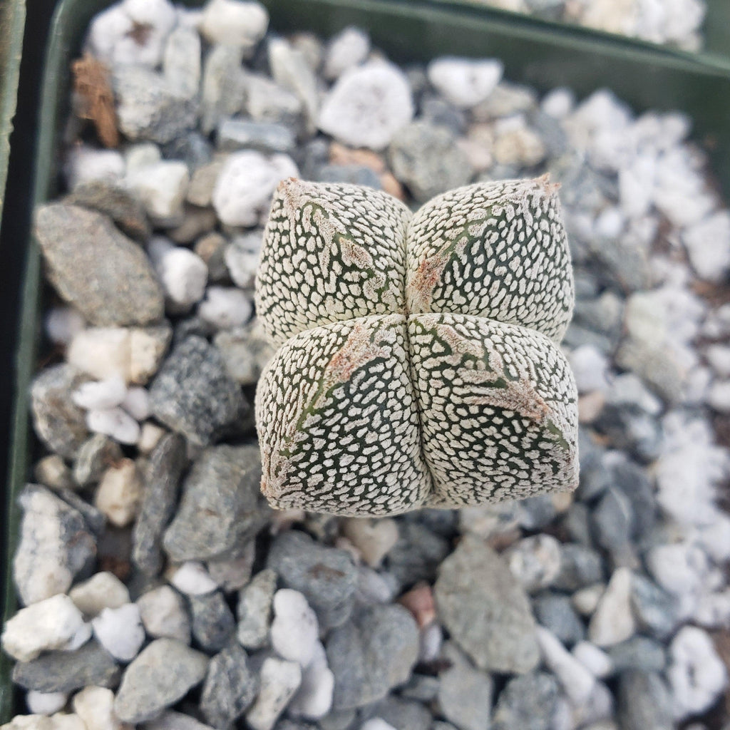 Astrophytum onzuka