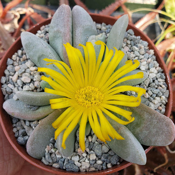 succulent plants with small yellow flowers Glottiphyllum oligocarpum